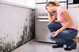 Best Black Mold Removal  in Awendaw, SC